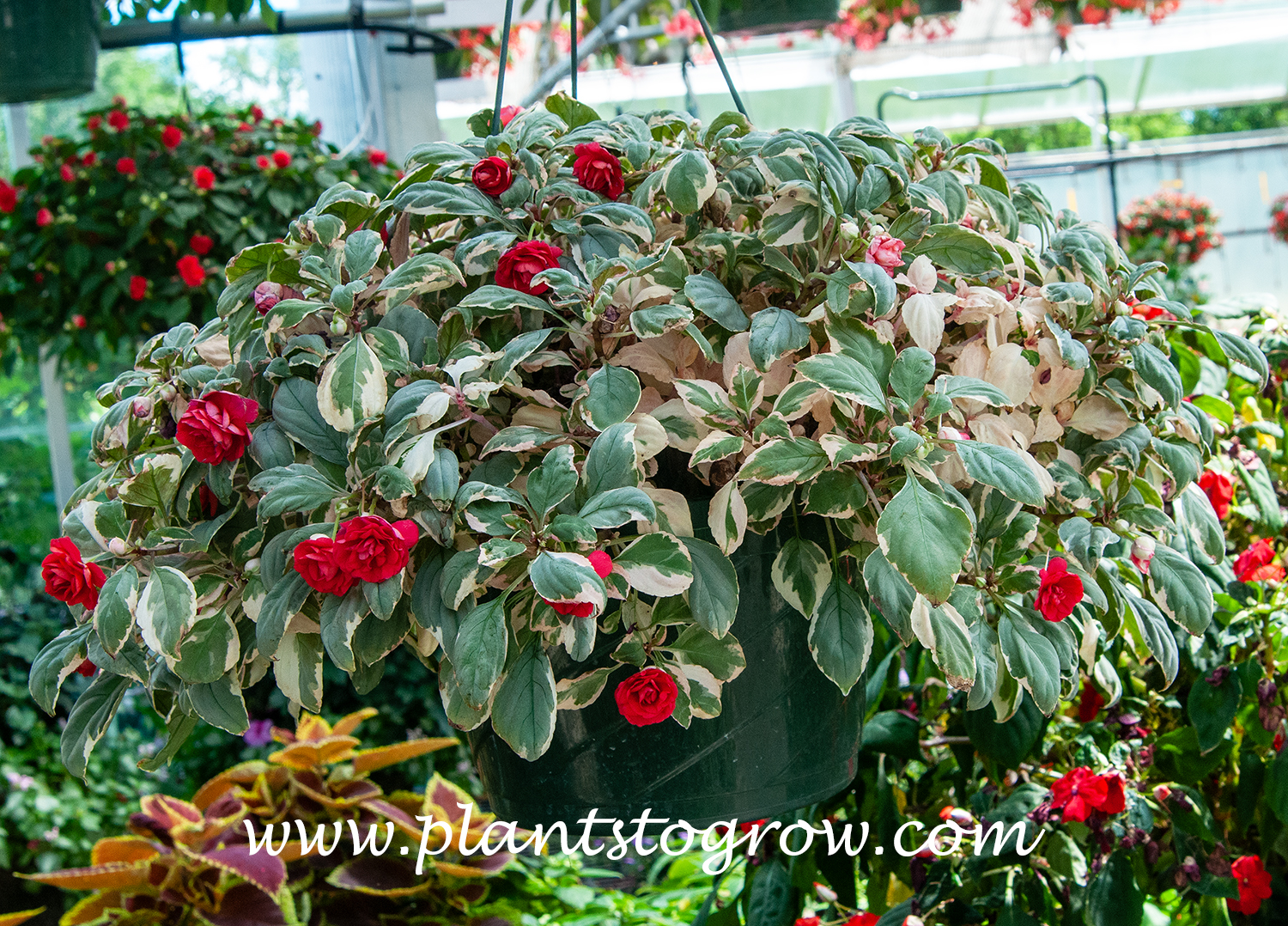 Ice Cherry Impatiens (Impatiens wallerana) 
A nicely grown hanging basket.